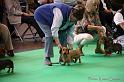 Crufts2011_2 574